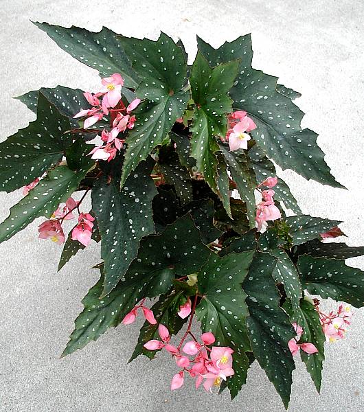 B. ‘Kristy’